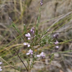 Comesperma ericinum (Heath Milkwort) at Captains Flat, NSW - 12 Nov 2023 by Csteele4