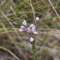 Comesperma ericinum at QPRC LGA - 12 Nov 2023