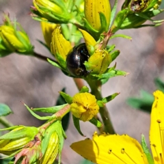 Chrysolina quadrigemina (Greater St Johns Wort beetle) at Justice Robert Hope Reserve (JRH) - 10 Nov 2023 by abread111