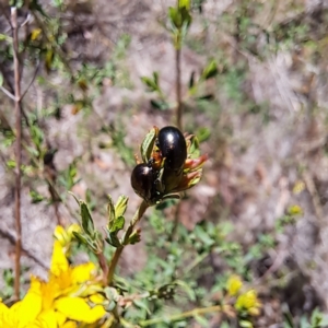 Chrysolina quadrigemina at Justice Robert Hope Reserve (JRH) - 10 Nov 2023 11:23 AM