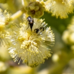 Mordella sp. (genus) (Pintail or tumbling flower beetle) at Denman Prospect, ACT - 29 Oct 2023 by SWishart