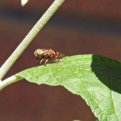 Syrphidae (family) at Avoca, QLD - 22 Oct 2023 by Gaylesp8