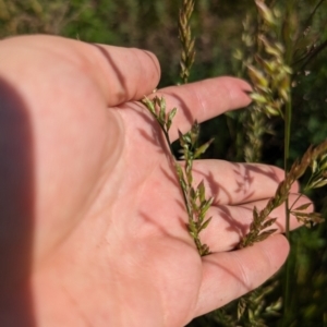 Lolium arundinaceum at Crace, ACT - 12 Nov 2023