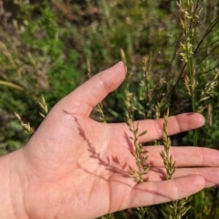 Lolium arundinaceum at Crace, ACT - 12 Nov 2023