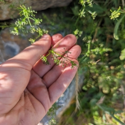 Cyclospermum leptophyllum (Slender Celery, Wild Carrot) at Crace, ACT - 12 Nov 2023 by rbannister