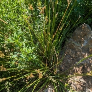 Juncus sp. at Crace, ACT - 12 Nov 2023