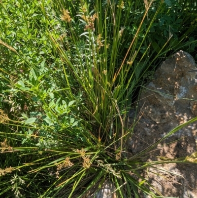 Juncus (genus) (A Rush) at Crace, ACT - 12 Nov 2023 by rbannister