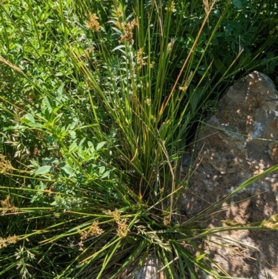 Juncus sp. (A Rush) at Crace, ACT - 12 Nov 2023 by rbannister