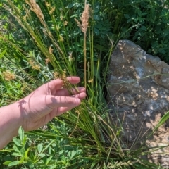 Juncus sp. at Crace, ACT - 12 Nov 2023 09:53 AM