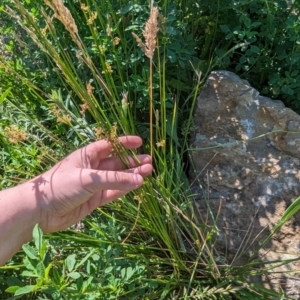 Juncus sp. at Crace, ACT - 12 Nov 2023