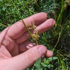 Juncus (genus) at Crace, ACT - 12 Nov 2023 09:53 AM