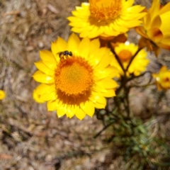 Apiformes (informal group) (Unidentified bee) at Watson Woodlands - 10 Nov 2023 by abread111