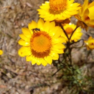 Apiformes (informal group) (Unidentified bee) at Watson Woodlands - 10 Nov 2023 by abread111