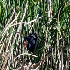 Porphyrio melanotus (Australasian Swamphen) at Crace, ACT - 12 Nov 2023 by rbannister
