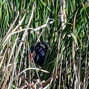 Porphyrio melanotus at Crace, ACT - 12 Nov 2023