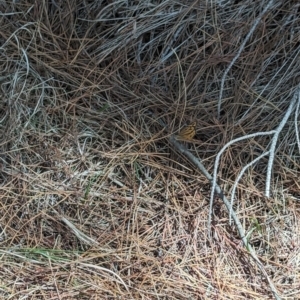 Heteronympha merope at Giralang, ACT - 12 Nov 2023 11:30 AM