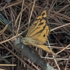 Heteronympha merope at Giralang, ACT - 12 Nov 2023 11:30 AM