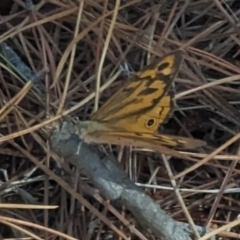 Heteronympha merope at Giralang, ACT - 12 Nov 2023 11:30 AM