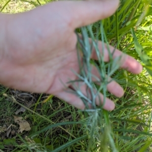 Senecio quadridentatus at Crace, ACT - 12 Nov 2023