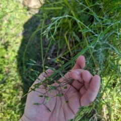 Senecio quadridentatus at Crace, ACT - 12 Nov 2023