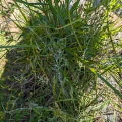 Senecio quadridentatus at Crace, ACT - 12 Nov 2023