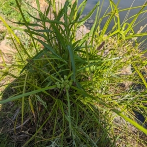 Cyperus eragrostis at Crace, ACT - 12 Nov 2023