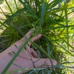 Cyperus eragrostis at Crace, ACT - 12 Nov 2023