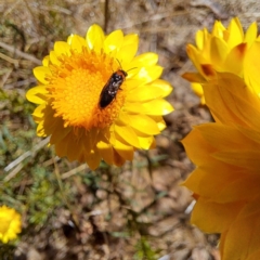 Eurys sp. (genus) (Eurys sawfly) at Watson, ACT - 10 Nov 2023 by abread111