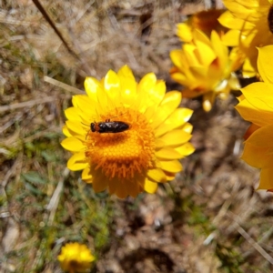 Eurys sp. (genus) at Justice Robert Hope Reserve (JRH) - 10 Nov 2023