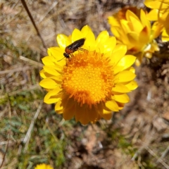 Eurys sp. (genus) at Justice Robert Hope Reserve (JRH) - 10 Nov 2023