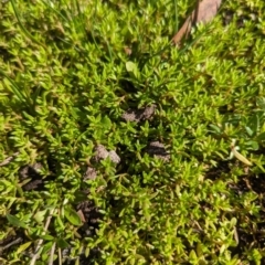 Crassula helmsii (Swamp Stonecrop) at Crace, ACT - 11 Nov 2023 by rbannister