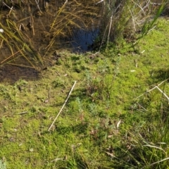 Crassula helmsii at Crace, ACT - 12 Nov 2023