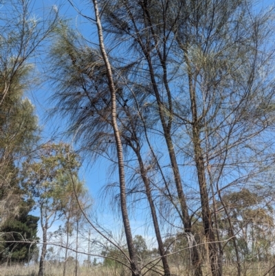 Allocasuarina verticillata (Drooping Sheoak) at Giralang, ACT - 12 Nov 2023 by rbannister