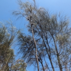 Allocasuarina verticillata at Giralang, ACT - 12 Nov 2023