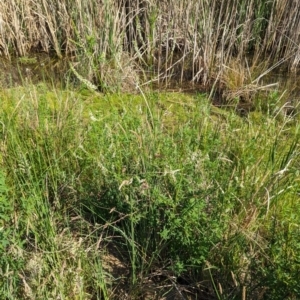 Melilotus albus at Crace, ACT - 12 Nov 2023