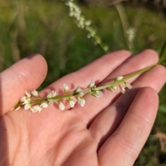 Melilotus albus at Crace, ACT - 12 Nov 2023 09:14 AM