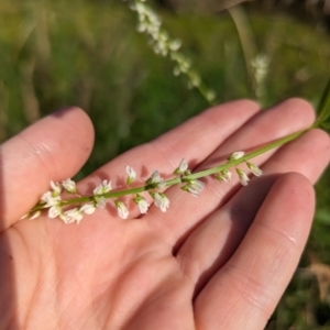 Melilotus albus at Crace, ACT - 12 Nov 2023