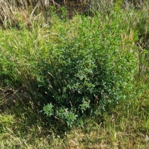 Melilotus albus at Crace, ACT - 12 Nov 2023