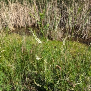 Melilotus albus at Crace, ACT - 12 Nov 2023