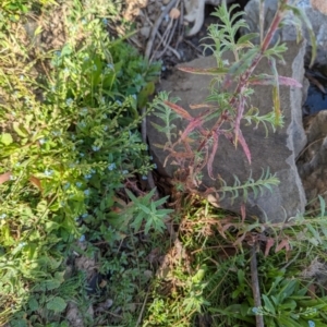 Epilobium hirtigerum at Crace, ACT - 12 Nov 2023