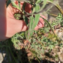 Epilobium hirtigerum at Crace, ACT - 12 Nov 2023