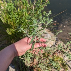 Epilobium hirtigerum at Crace, ACT - 12 Nov 2023