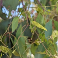 Paropsisterna cloelia (Eucalyptus variegated beetle) at Crace, ACT - 12 Nov 2023 by rbannister