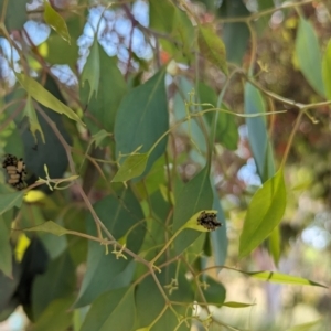 Paropsisterna cloelia at Crace, ACT - 12 Nov 2023