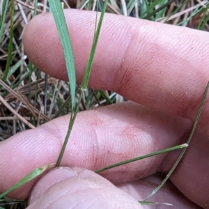 Microlaena stipoides at Giralang, ACT - 12 Nov 2023 11:27 AM