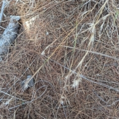 Themeda triandra (Kangaroo Grass) at Giralang, ACT - 12 Nov 2023 by rbannister