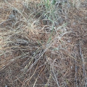 Themeda triandra at Giralang, ACT - 12 Nov 2023 11:26 AM