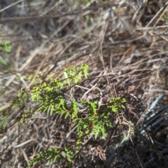 Cheilanthes sieberi subsp. sieberi (Mulga Rock Fern) at Giralang, ACT - 12 Nov 2023 by rbannister