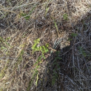 Cheilanthes sieberi subsp. sieberi at Giralang, ACT - 12 Nov 2023