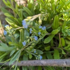 Myosotis laxa subsp. caespitosa (Water Forget-me-not) at Crace, ACT - 12 Nov 2023 by rbannister